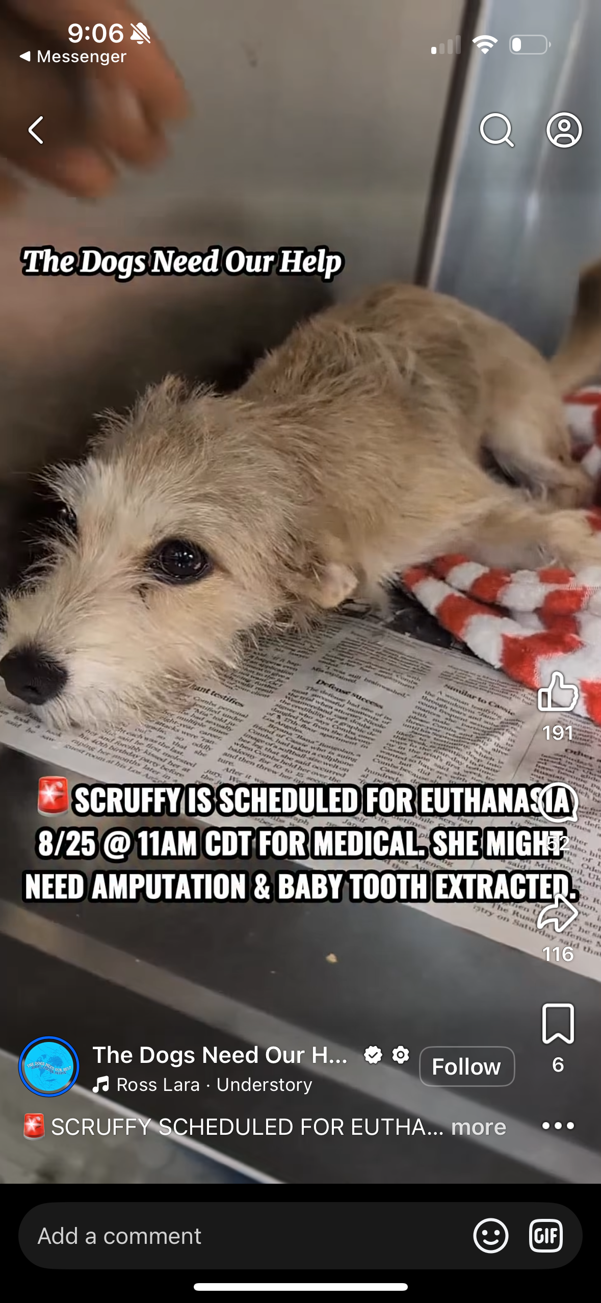 Scruffy photo