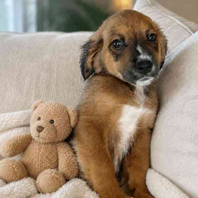 Save Our Rescue photo