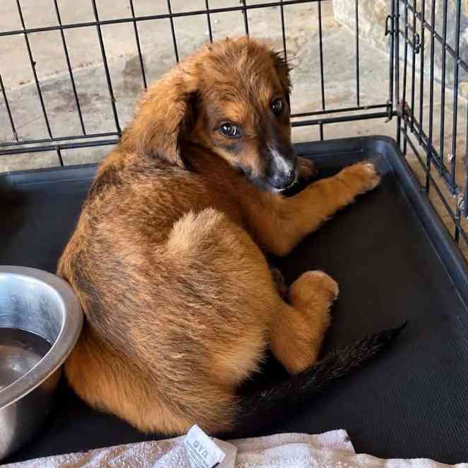 Save Our Rescue photo