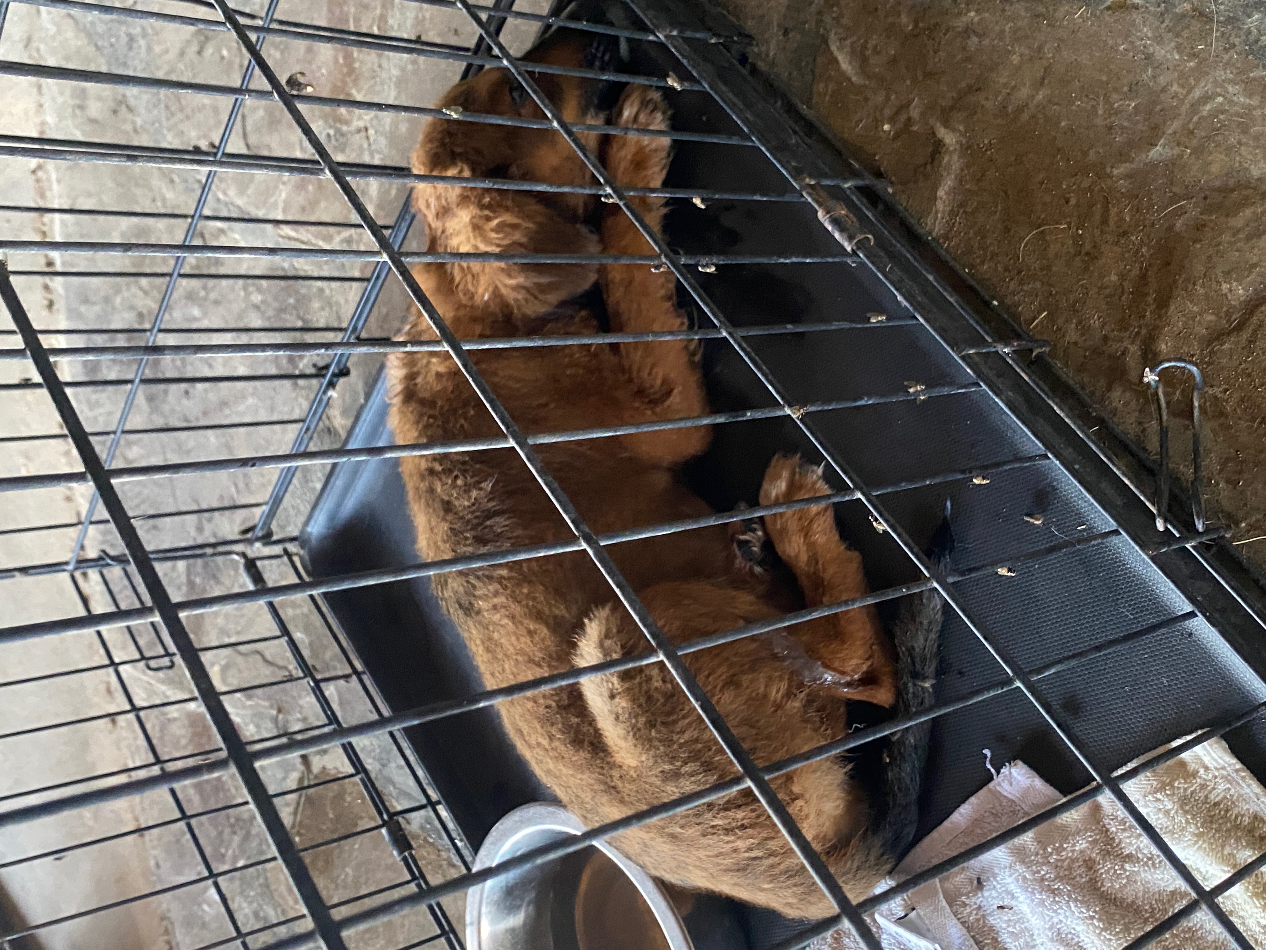 Save Our Rescue photo