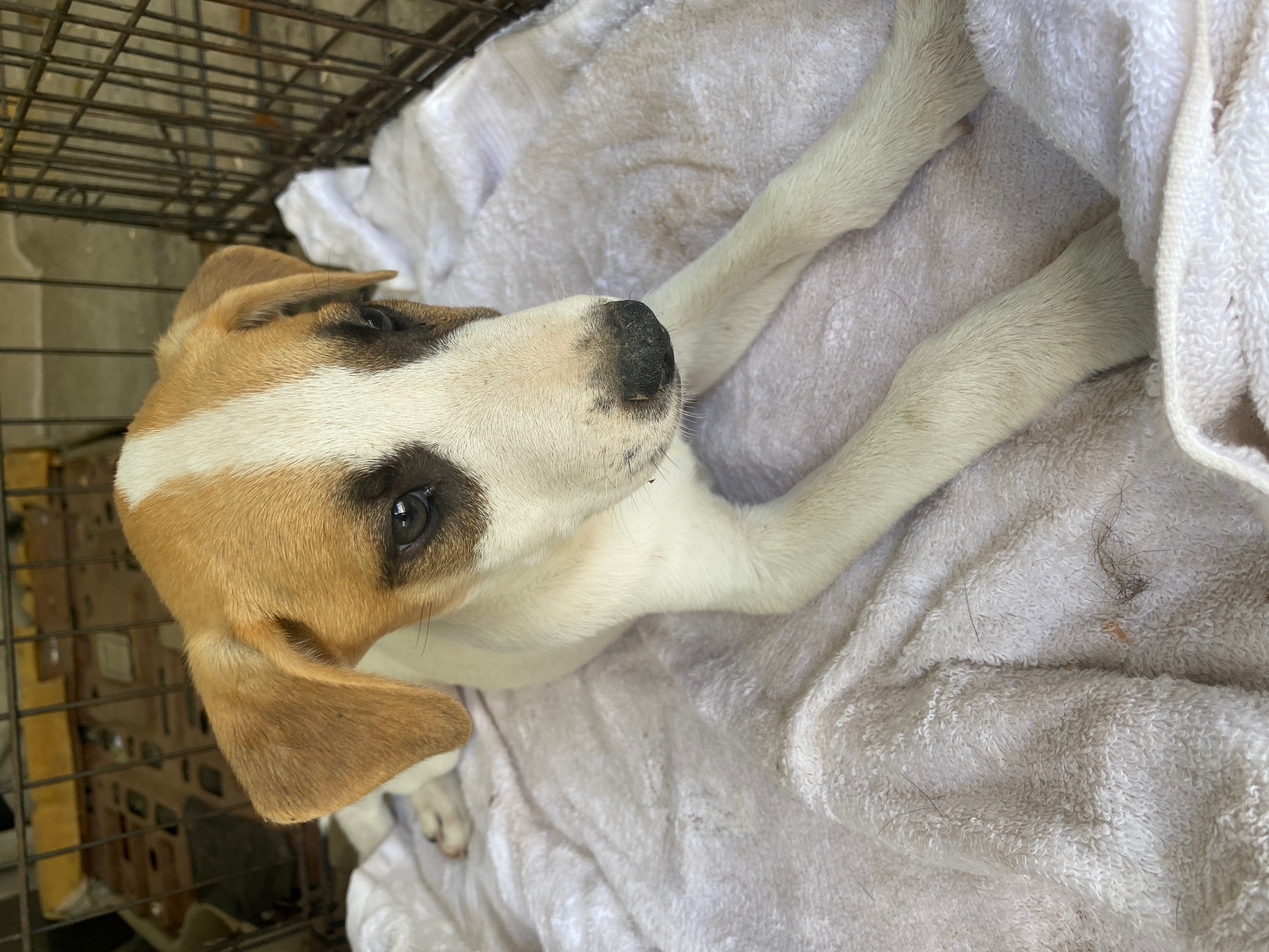 Save Our Rescue photo