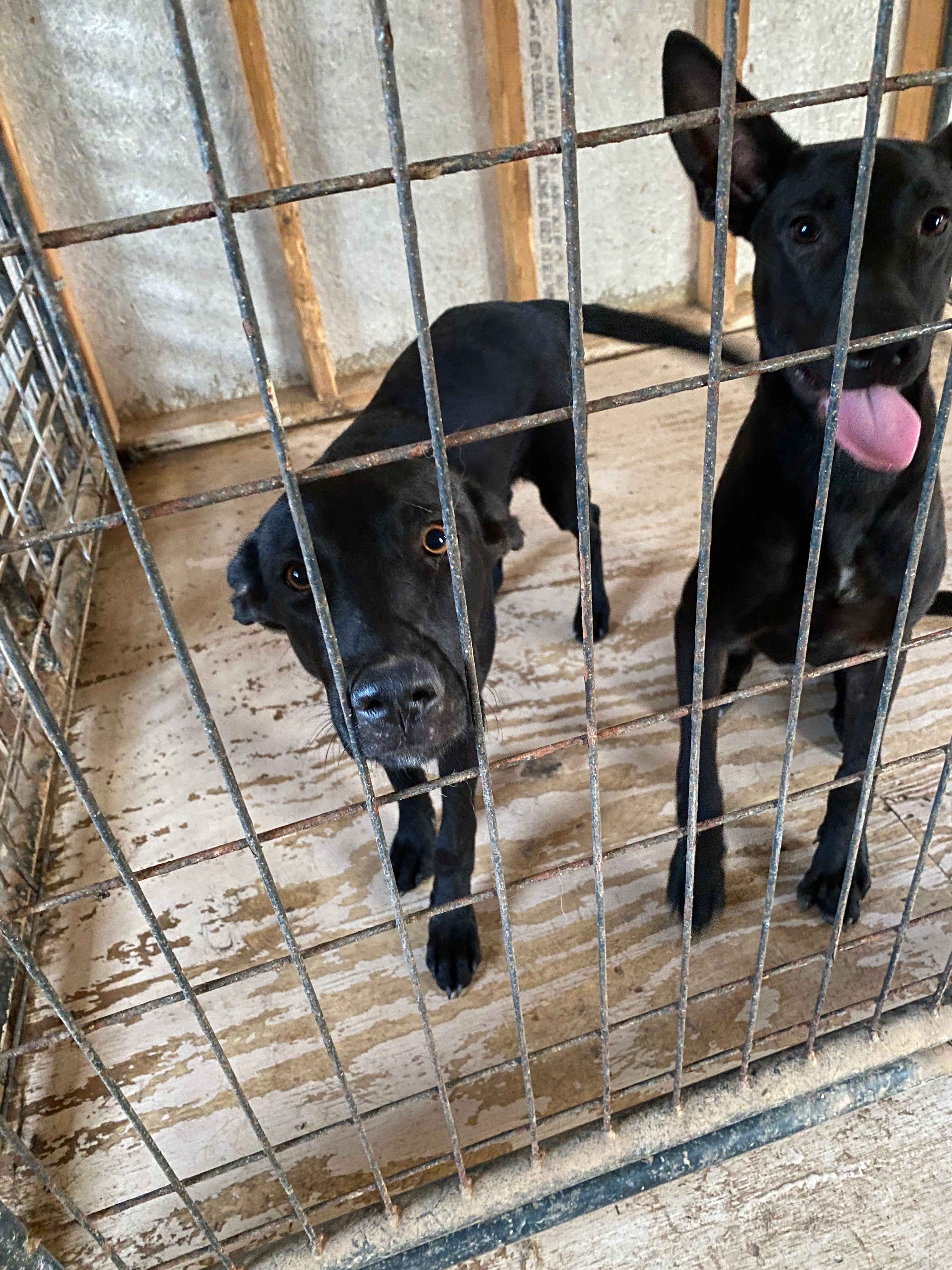 Save Our Rescue photo