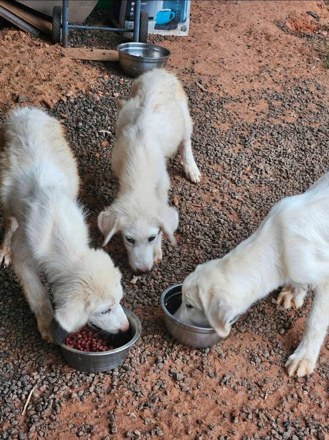 45+ Dogs & Puppies At Risk photo