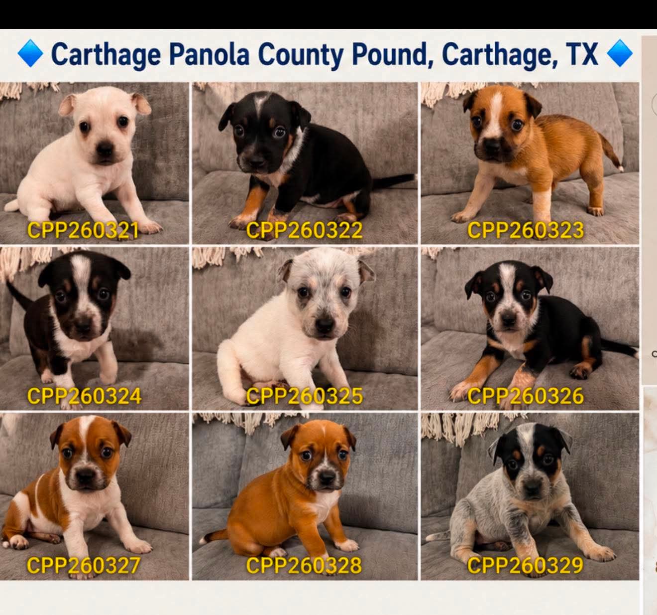 45+ Dogs & Puppies At Risk photo