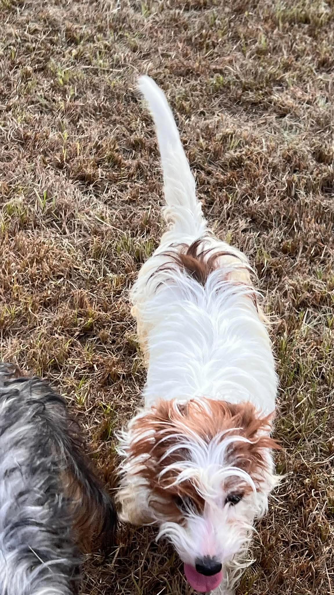 45+ Dogs & Puppies At Risk photo