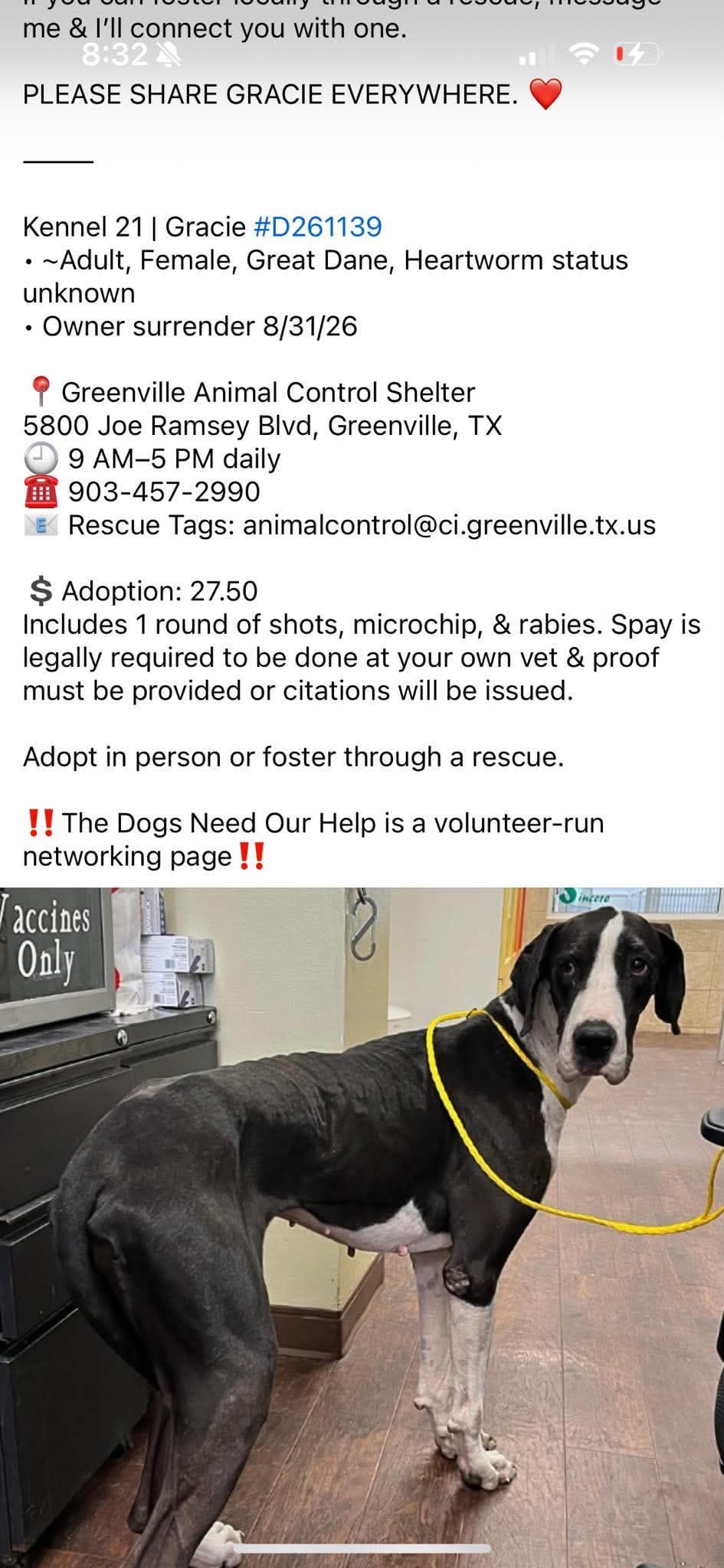 45+ Dogs & Puppies At Risk photo
