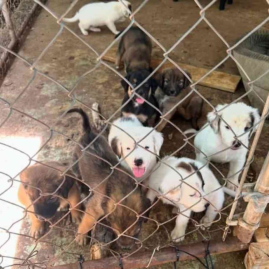 45+ Dogs & Puppies At Risk photo