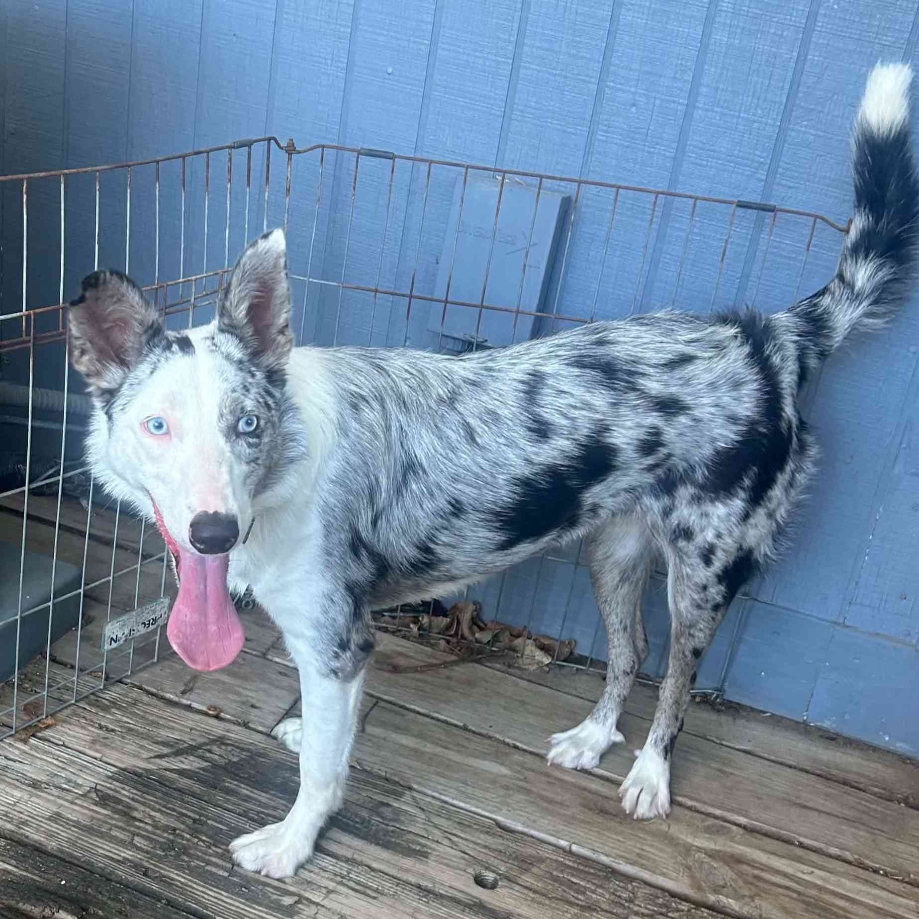 45+ Dogs & Puppies At Risk photo