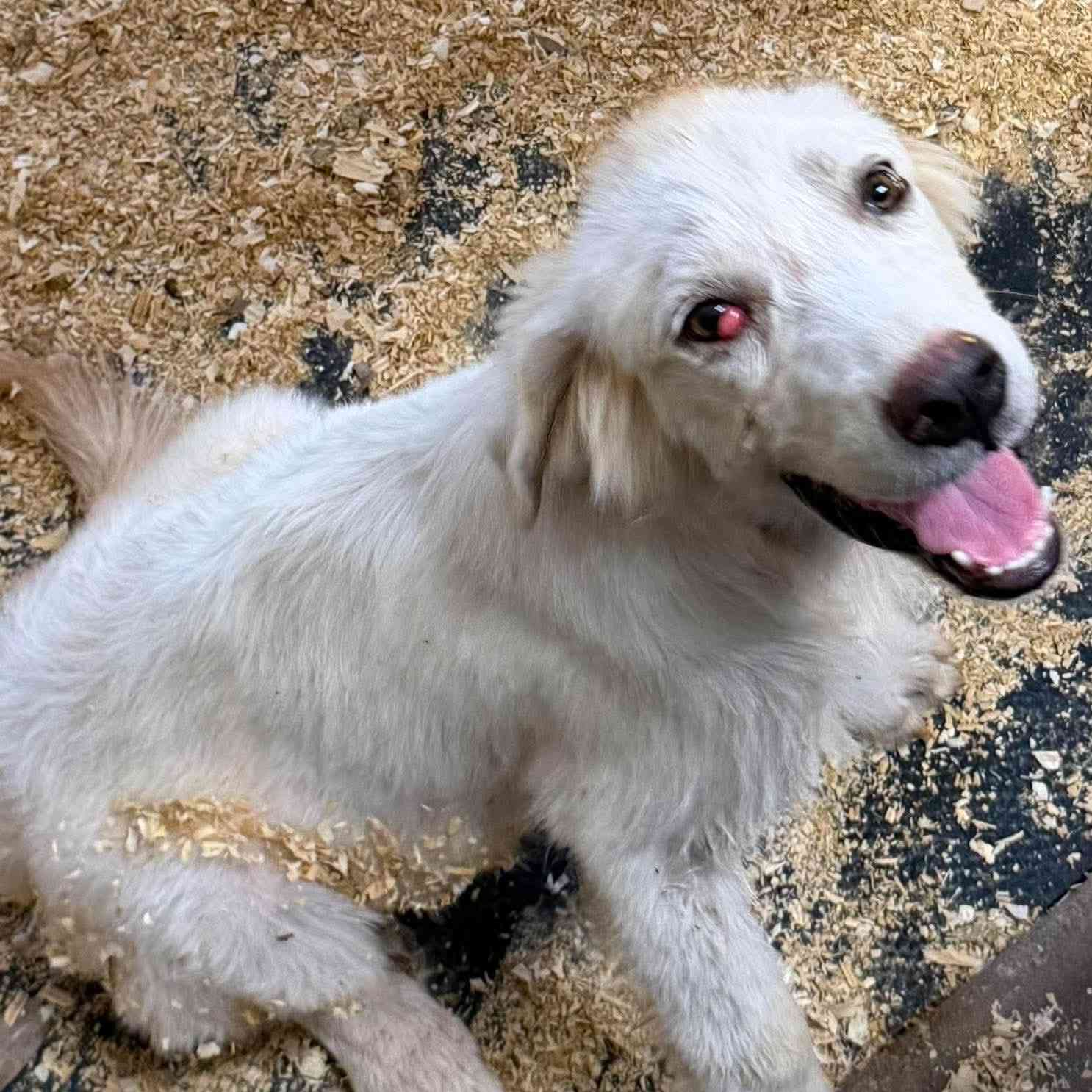 45+ Dogs & Puppies At Risk photo