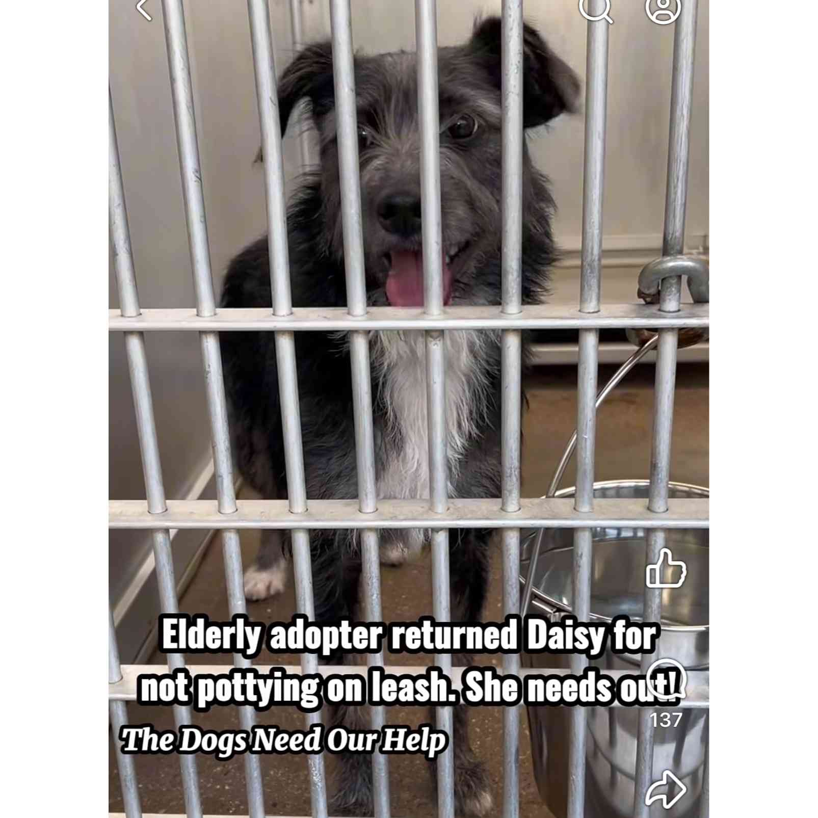 45+ Dogs & Puppies At Risk photo