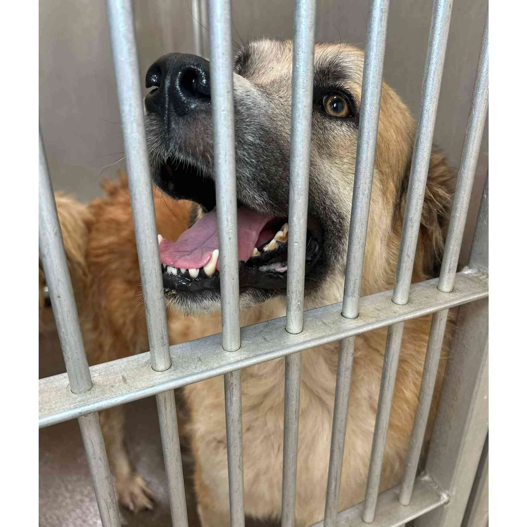45+ Dogs & Puppies At Risk photo