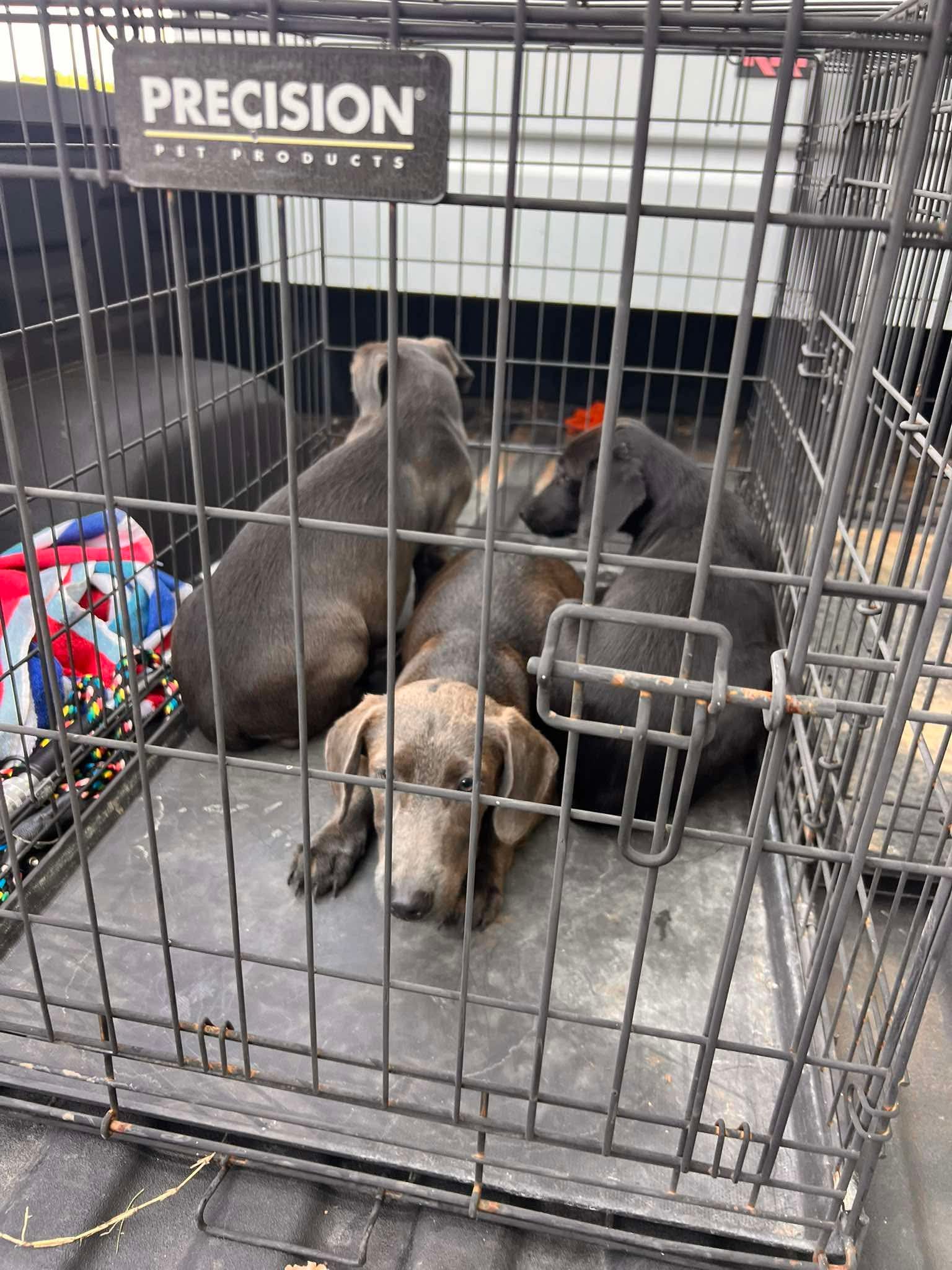 45+ Dogs & Puppies At Risk photo