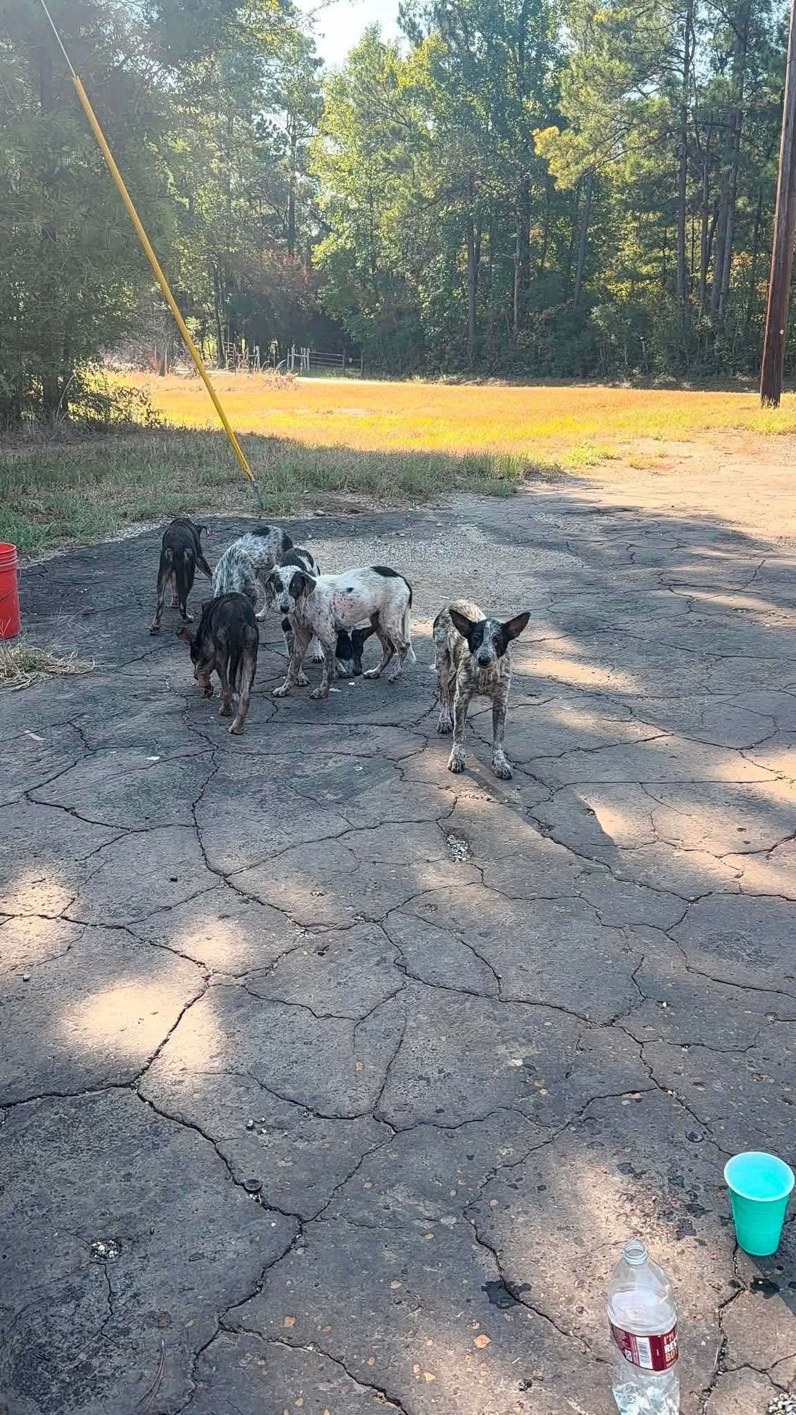 45+ Dogs & Puppies At Risk photo