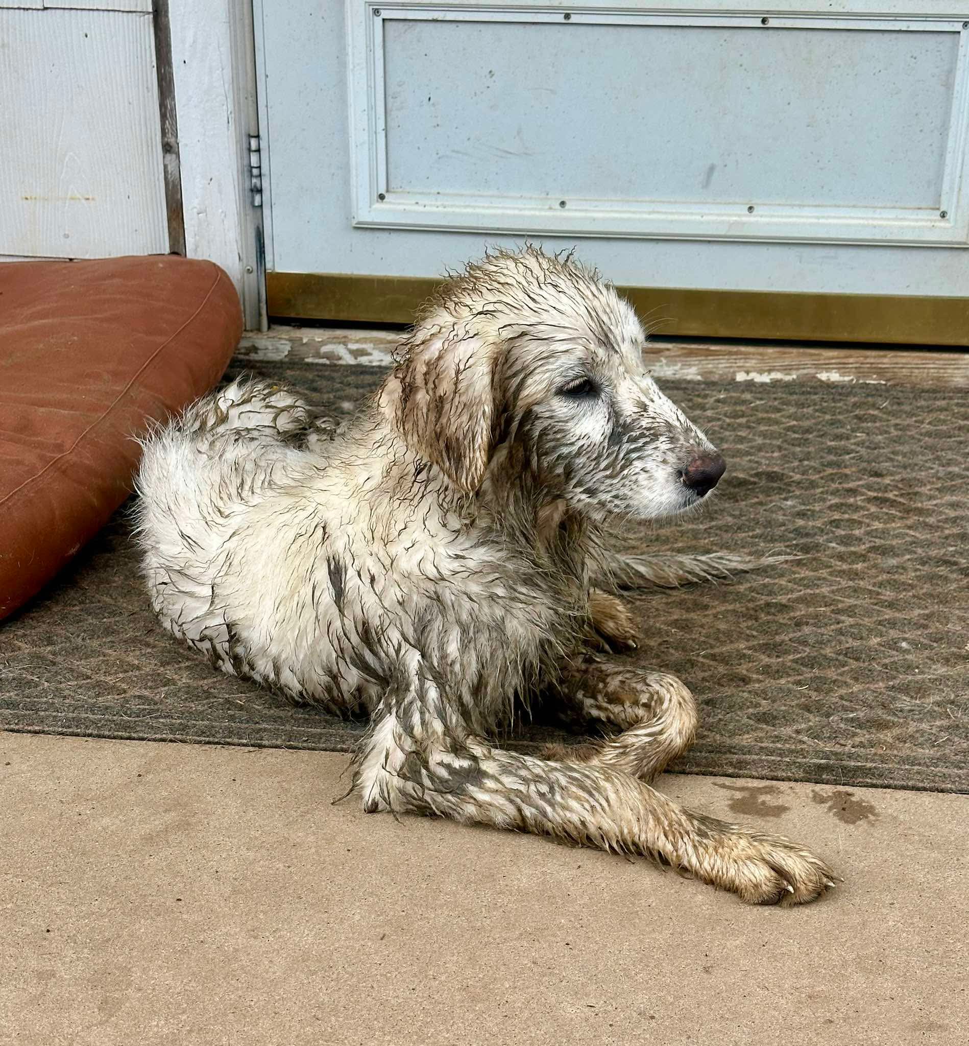 45+ Dogs & Puppies At Risk photo