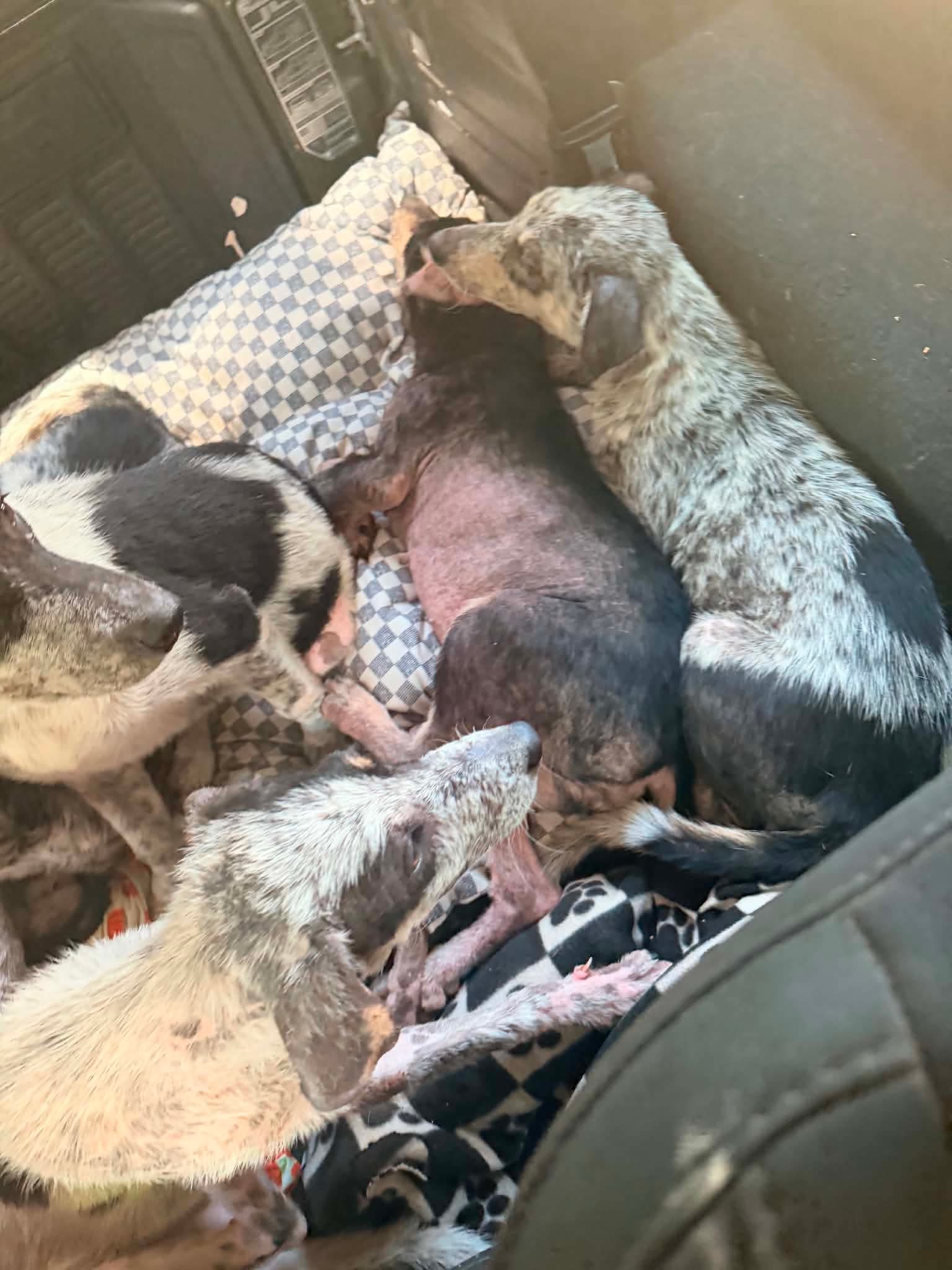 45+ Dogs & Puppies At Risk photo