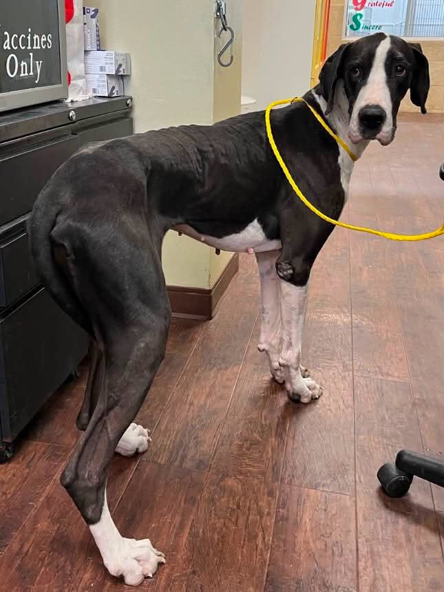 45+ Dogs & Puppies At Risk photo