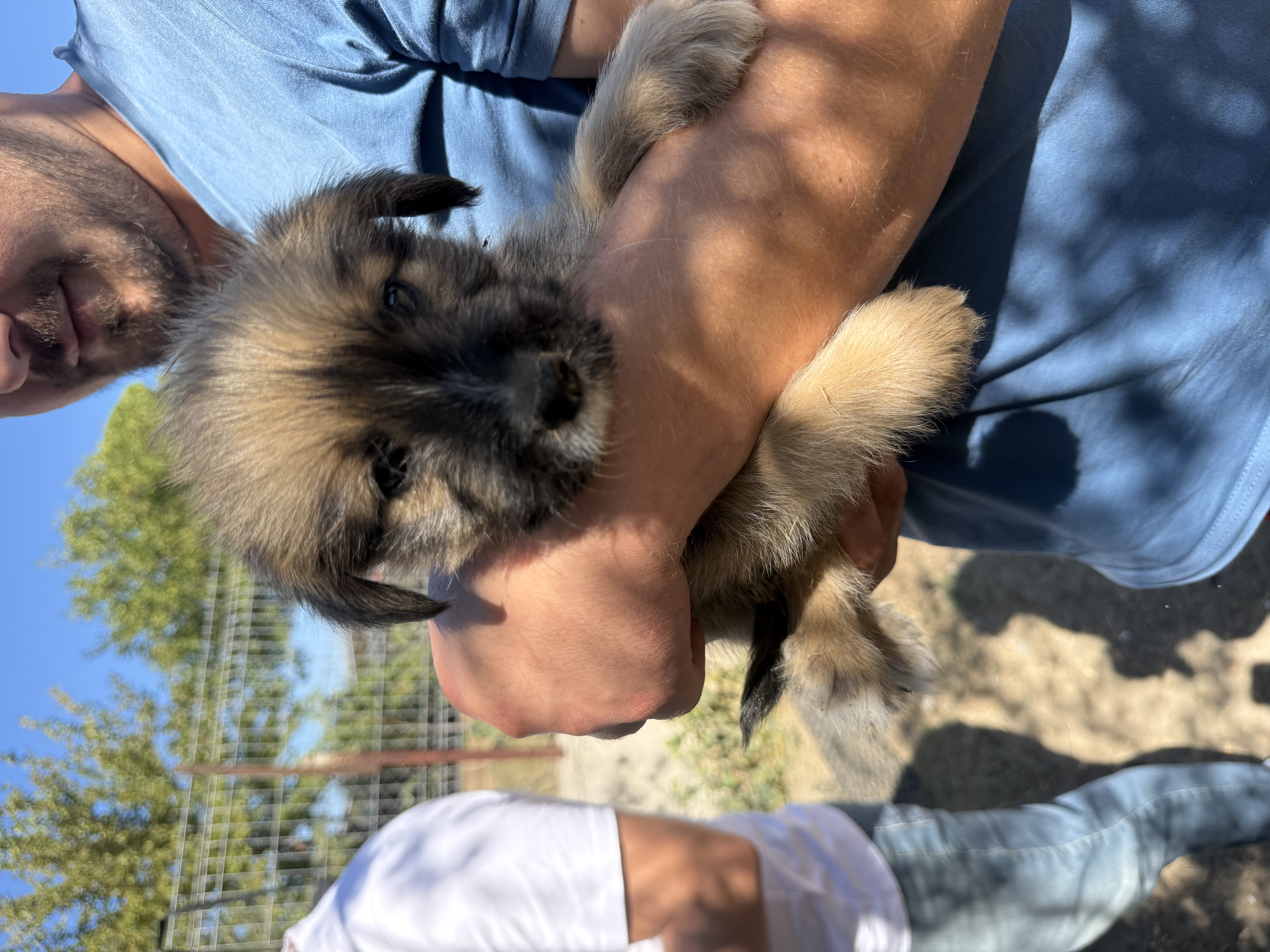 These Puppies and Dogs photo