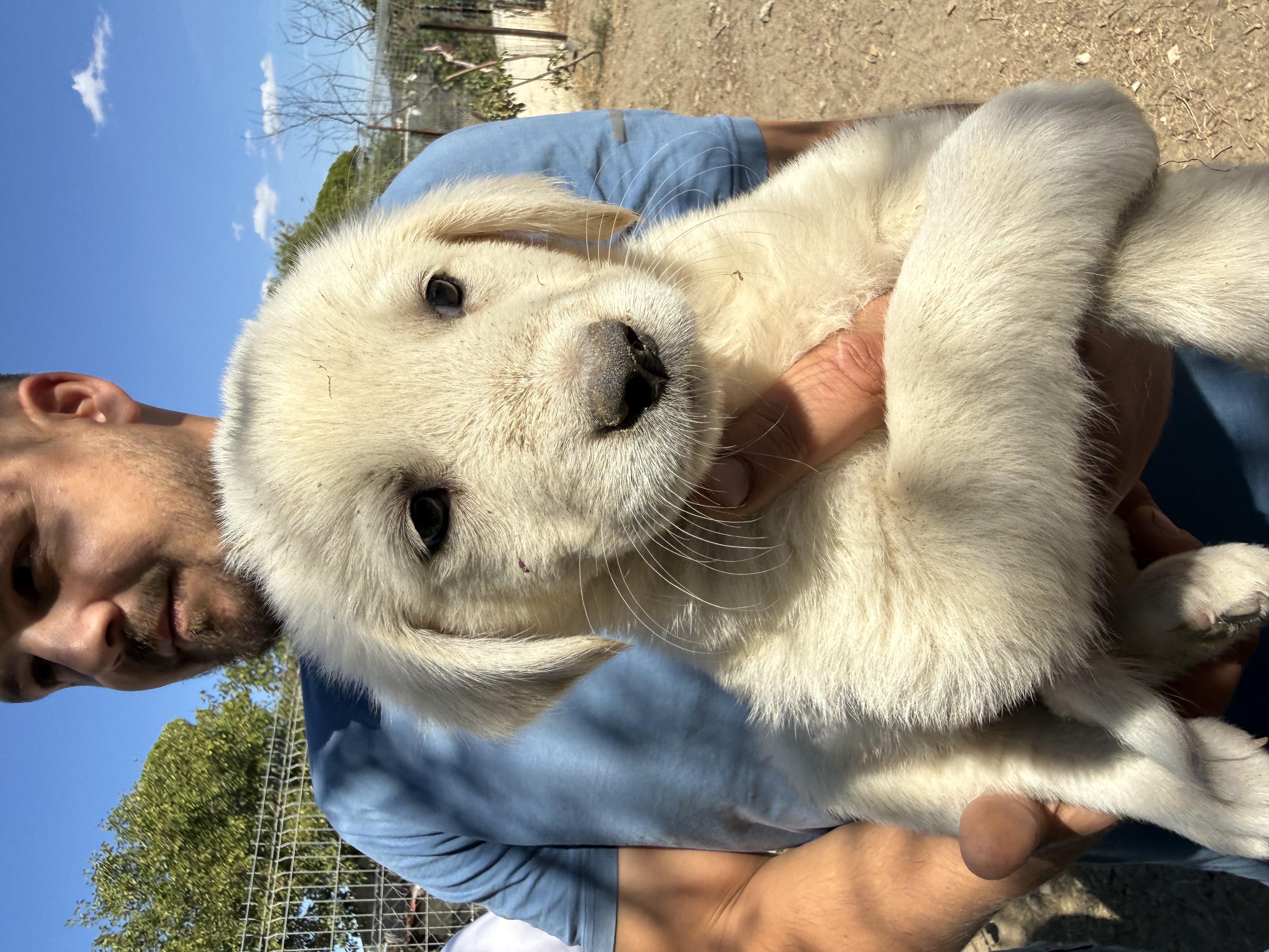 These Puppies and Dogs photo