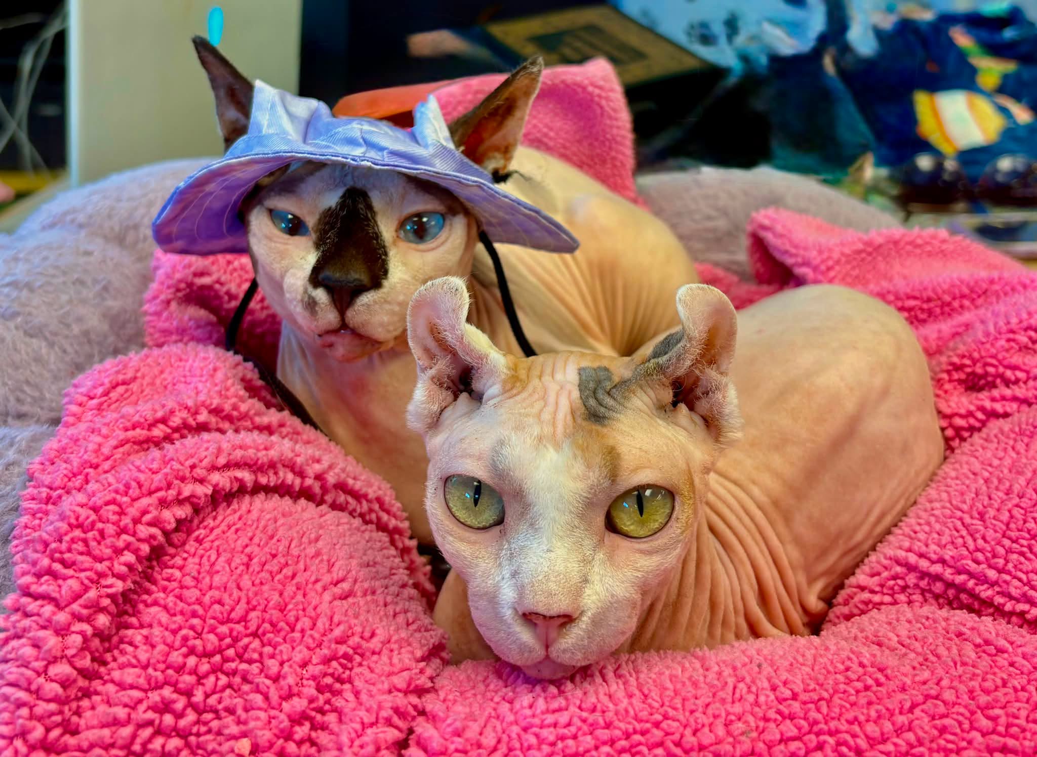 150 Hungry Rescue Cats photo