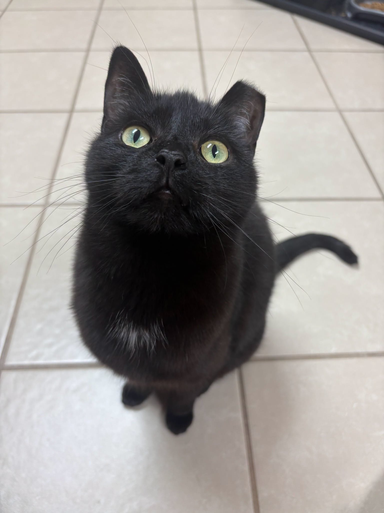 150 Hungry Rescue Cats photo