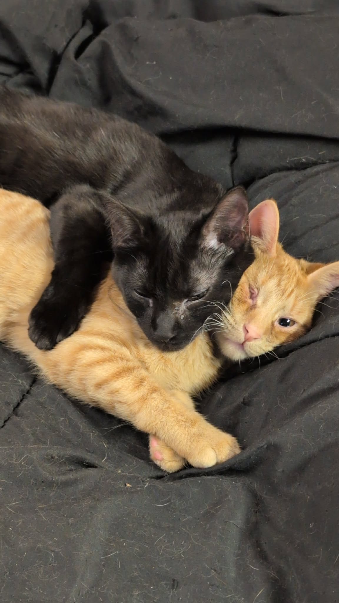 150 Hungry Rescue Cats photo