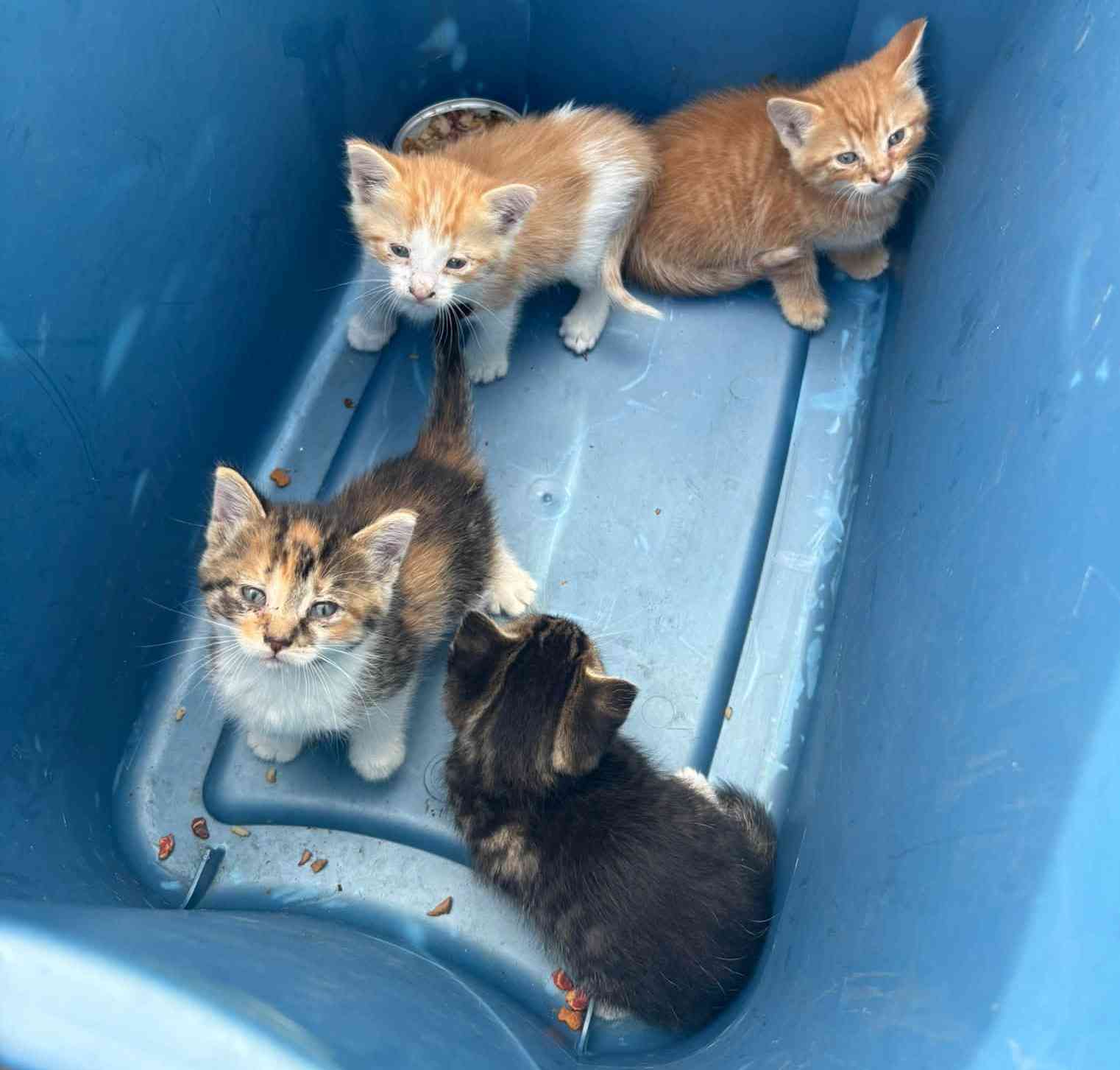 150 Hungry Rescue Cats photo