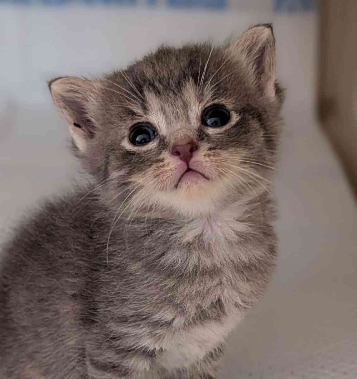 150 Hungry Rescue Cats photo