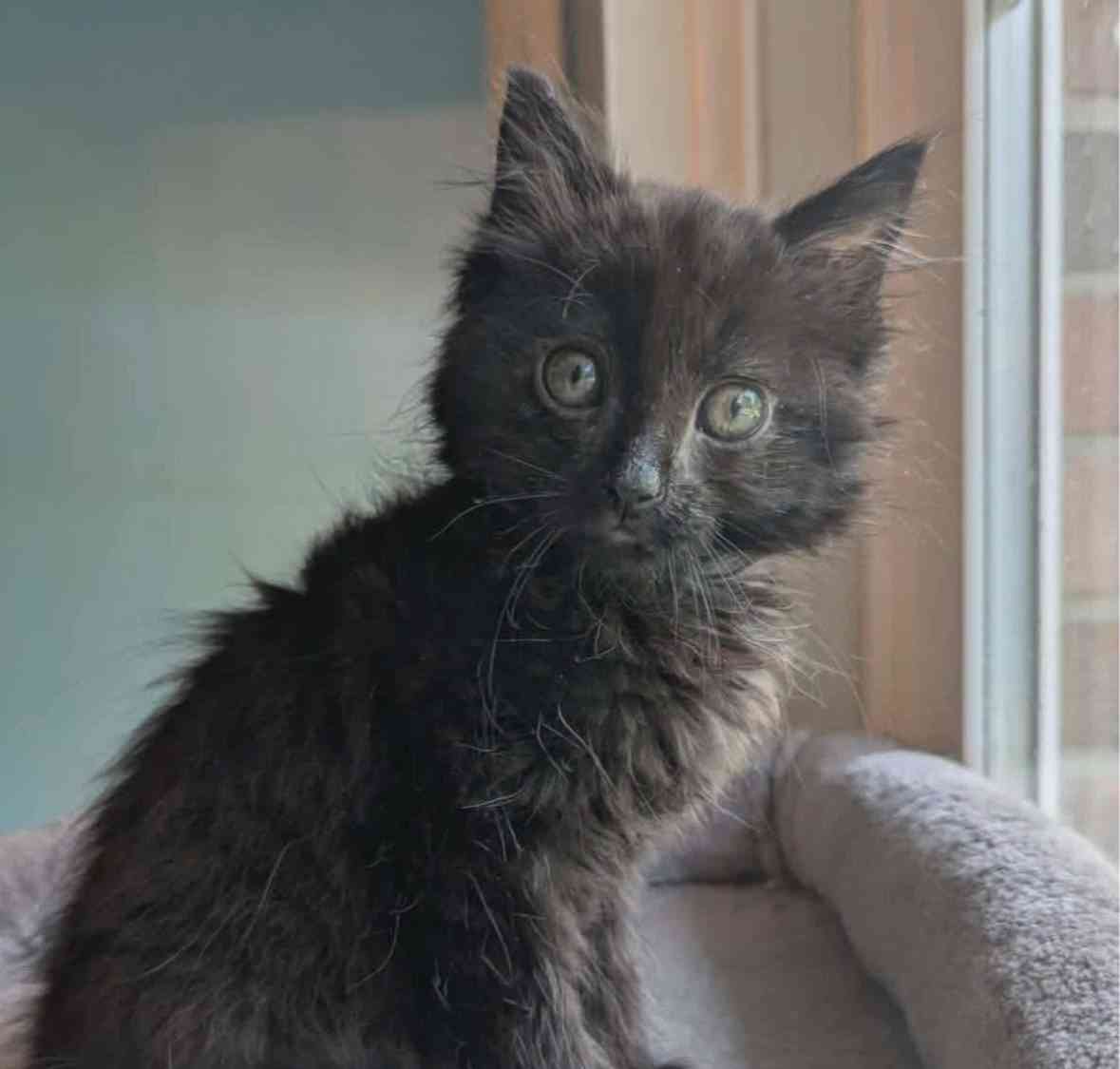 150 Hungry Rescue Cats photo