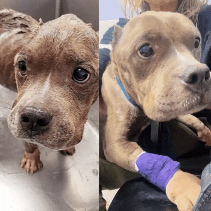 Donate to Mira | Support animal welfare with CUDDLY