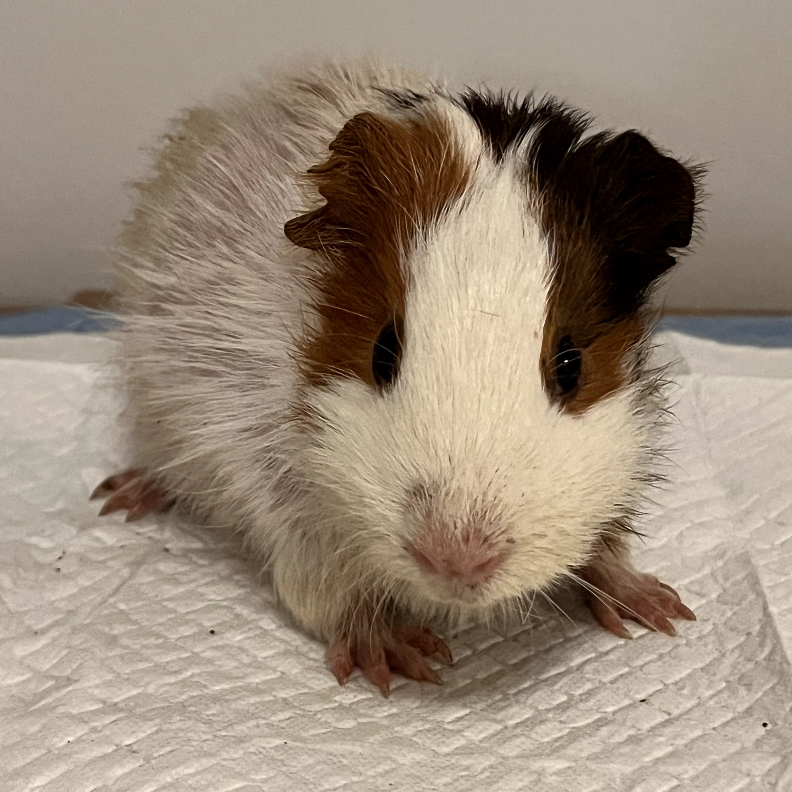 Donate to 10 Horrifically Neglected Guinea Pigs Support animal
