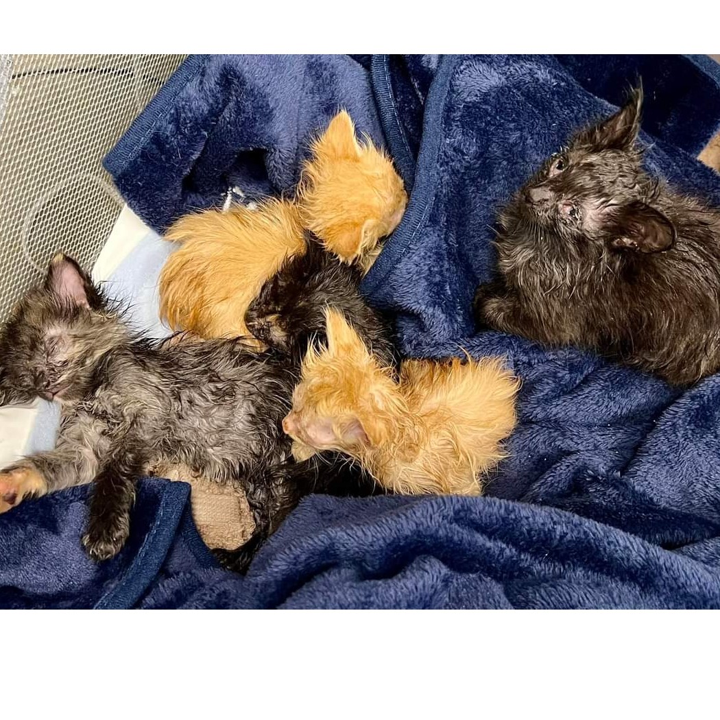 Donate to 17 Cats and Kittens Surrendered In Support animal welfare