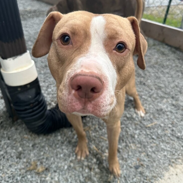 Donate to Our Puppies Support animal welfare with CUDDLY