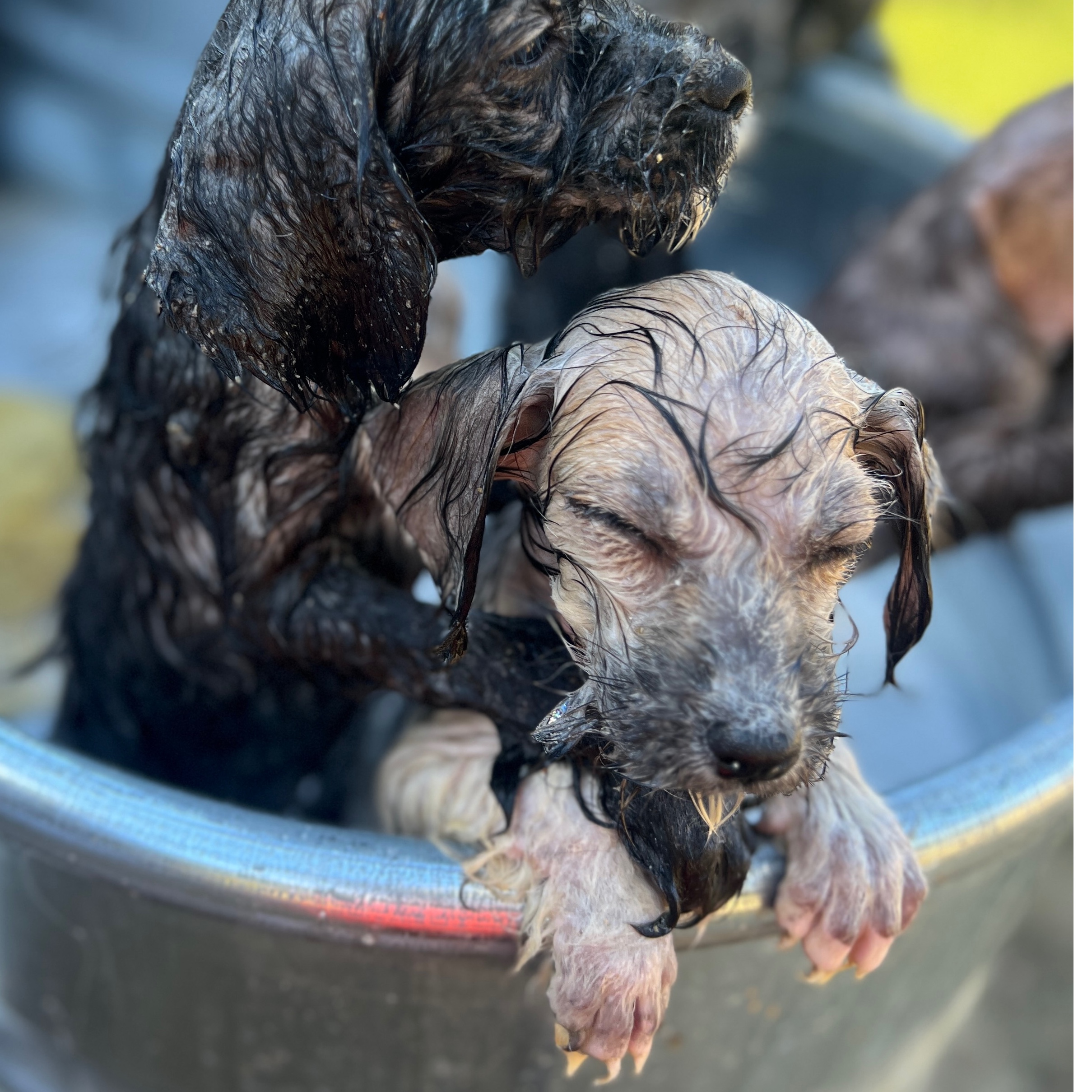 Donate to Ten Puppies Support animal welfare with CUDDLY