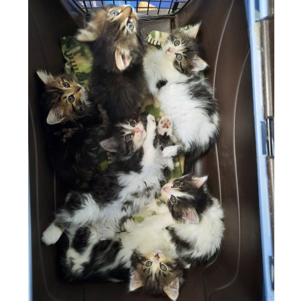 Donate to 6 Fluffy Kittens Support animal welfare with CUDDLY