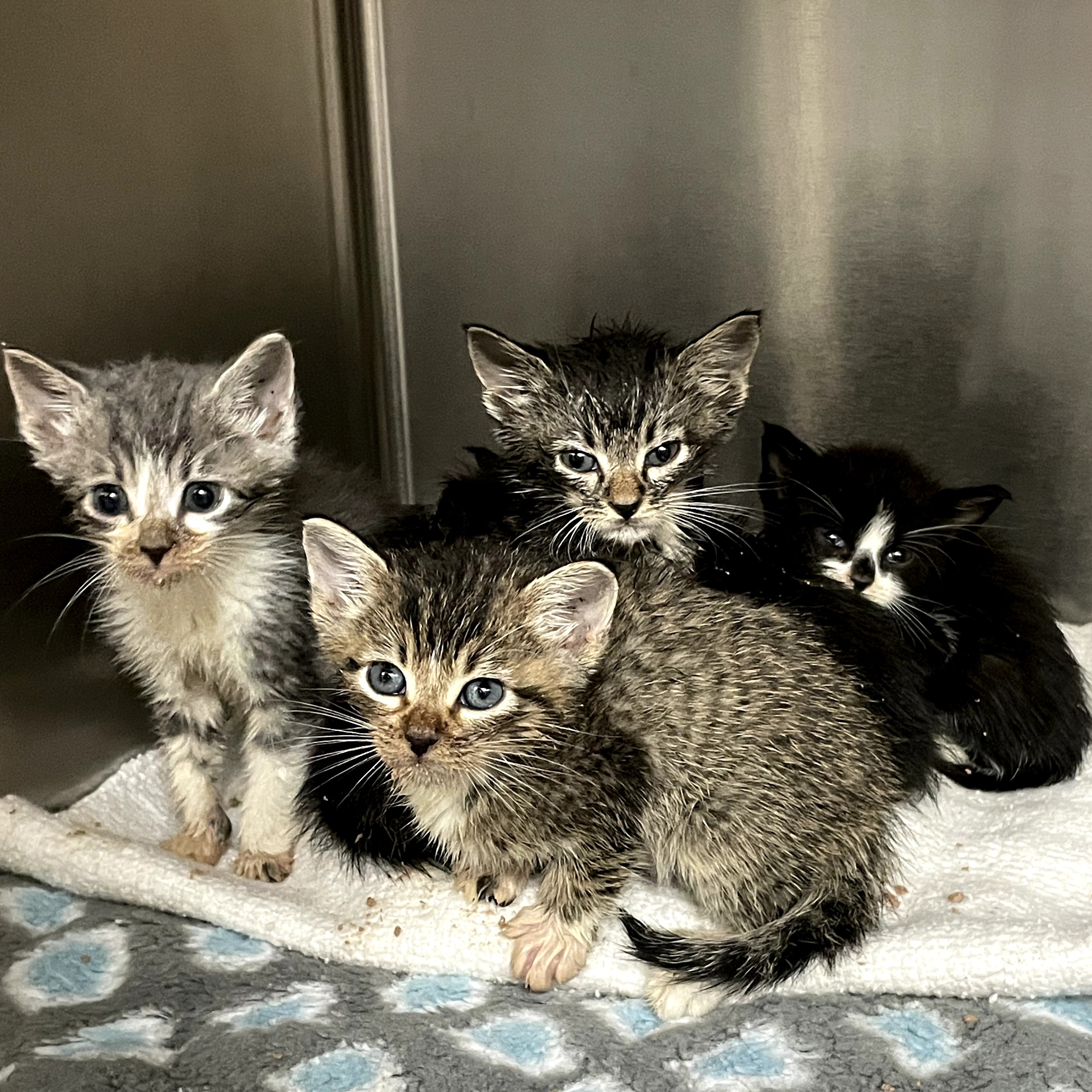 Donate to Kittens In Need Support animal welfare with CUDDLY