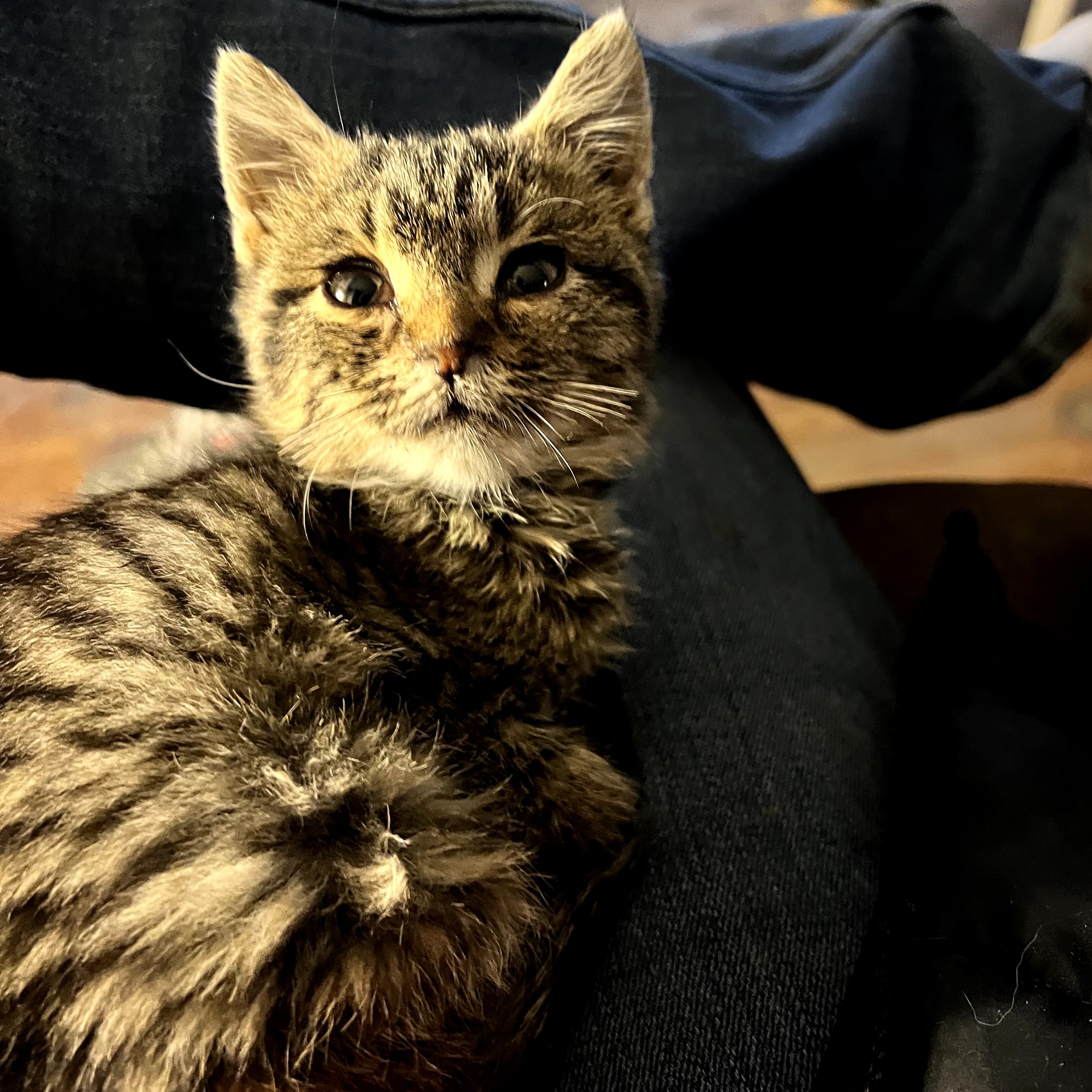 Donate to Cats & Kittens In Need Support animal welfare with CUDDLY