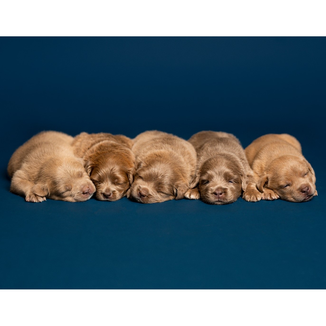 Donate to These 5 Puppies Support animal welfare with CUDDLY