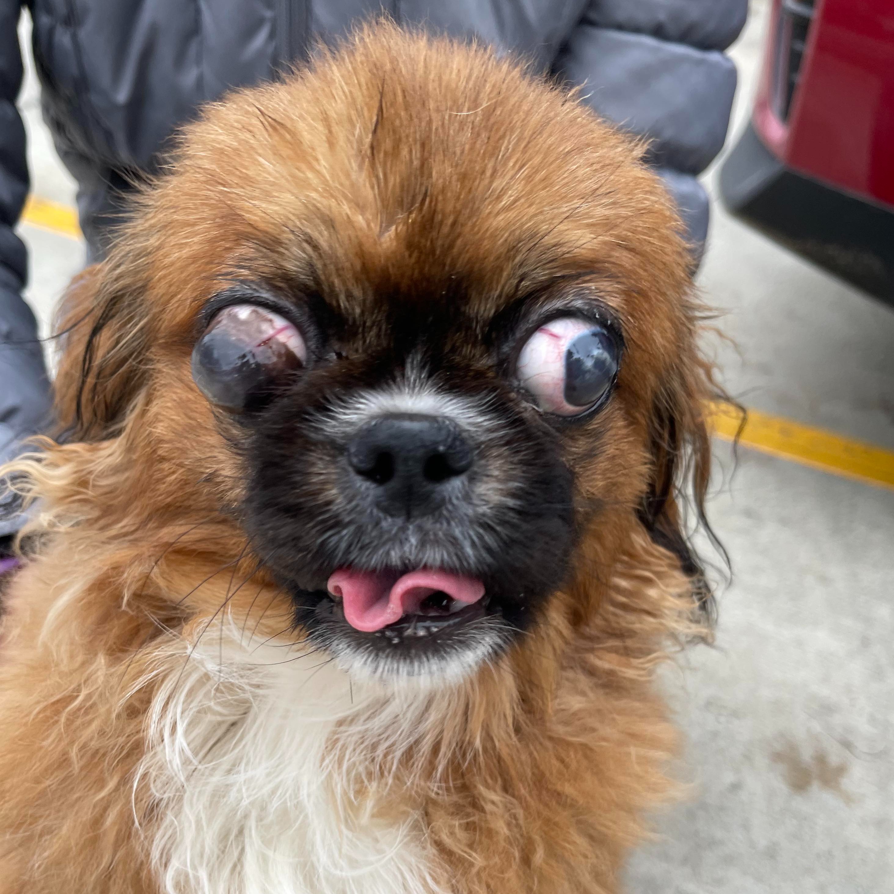 Donate to Higgins Support animal welfare with CUDDLY