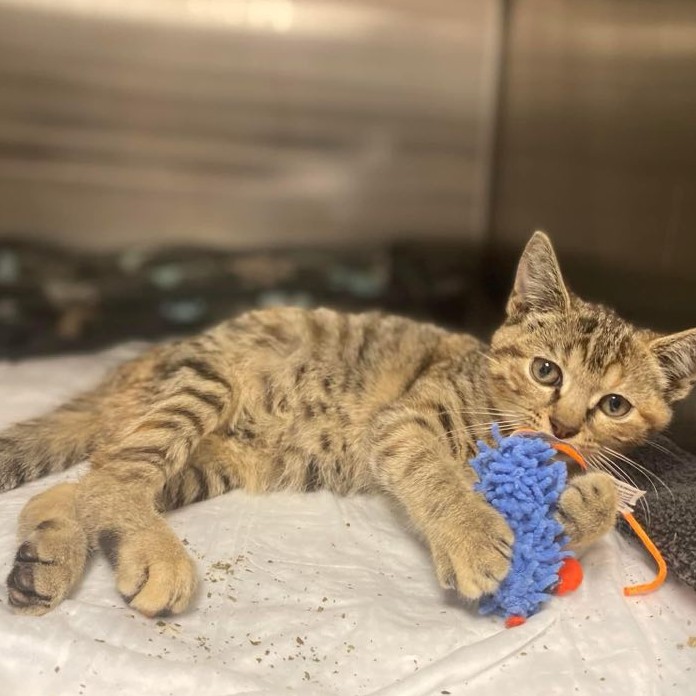 Donate to Nutmeg Support animal welfare with CUDDLY