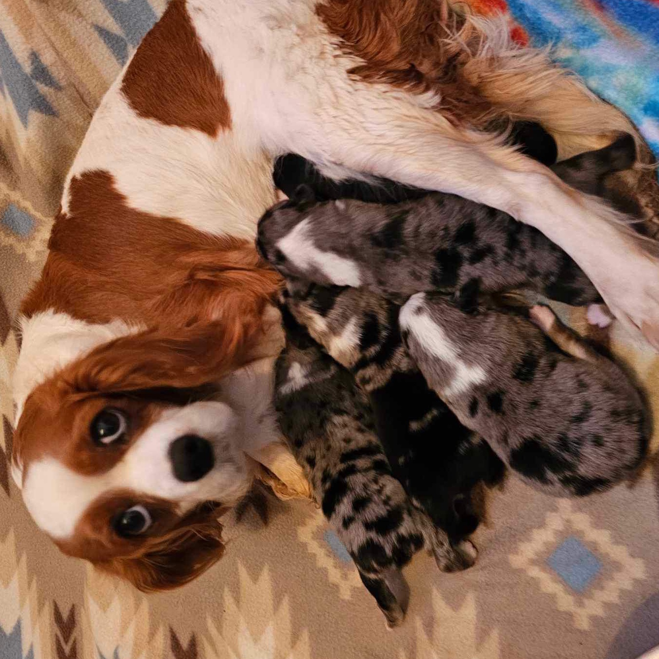 Donate to Miracle and puppies Support animal welfare with CUDDLY