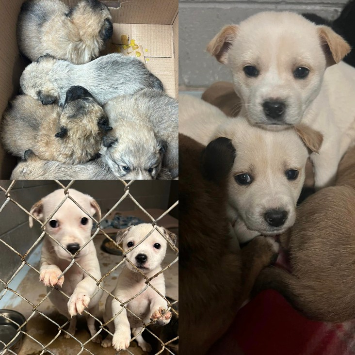 Donate to Neglected & Unwanted Puppies Support animal welfare with CUDDLY