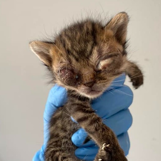 Donate to These Innocent Kittens Support animal welfare with CUDDLY