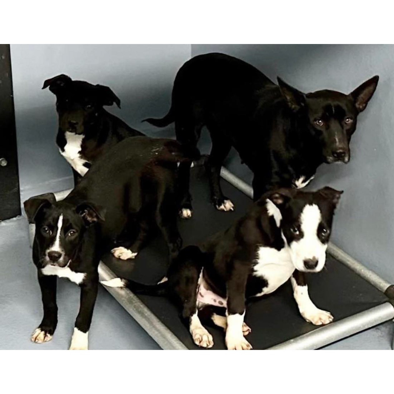 Donate to Nutmeg & Her Babies Support animal welfare with CUDDLY