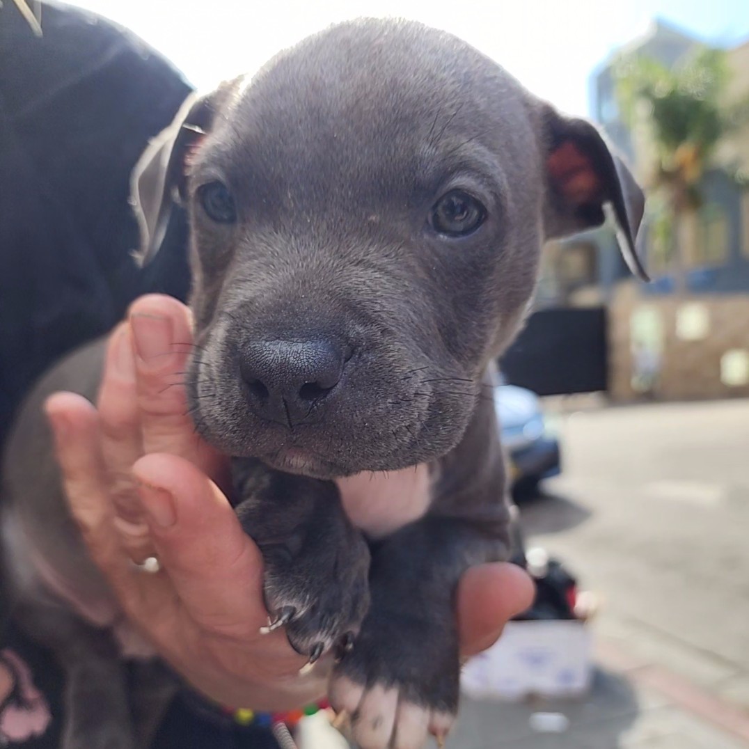 Help Homeless Animals Stay Full and Warm