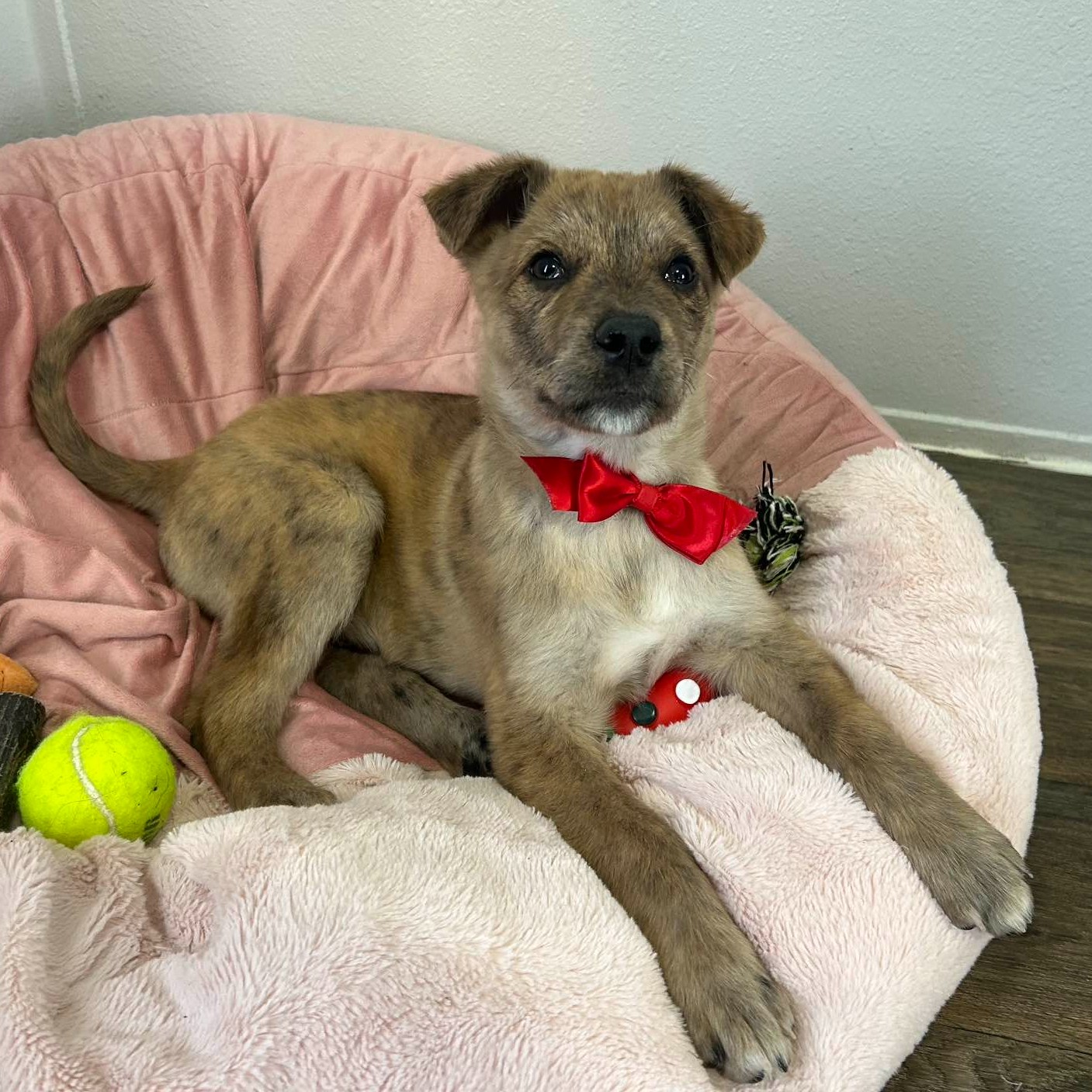 Donate to Olive and Poppy Support animal welfare with CUDDLY