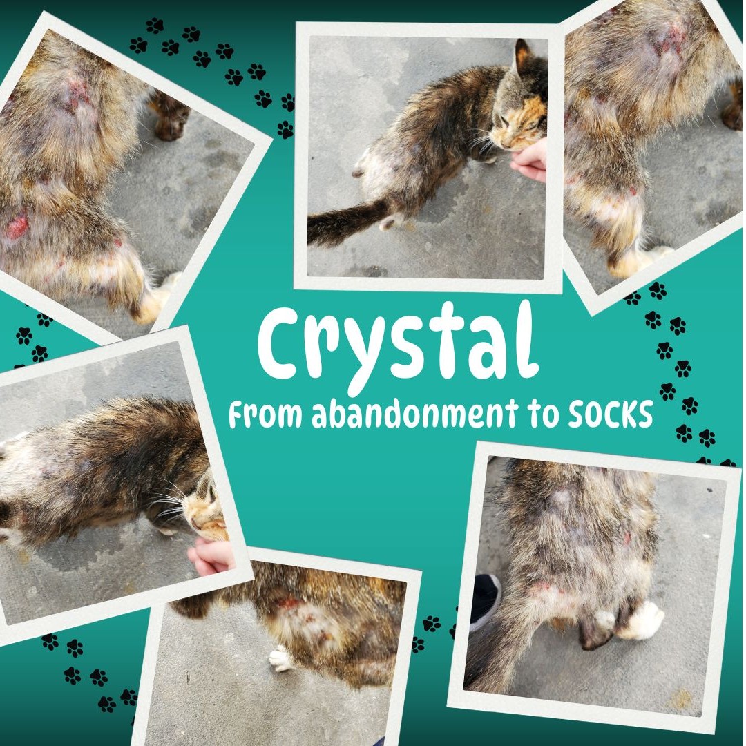 Donate to Crystal Support animal welfare with CUDDLY