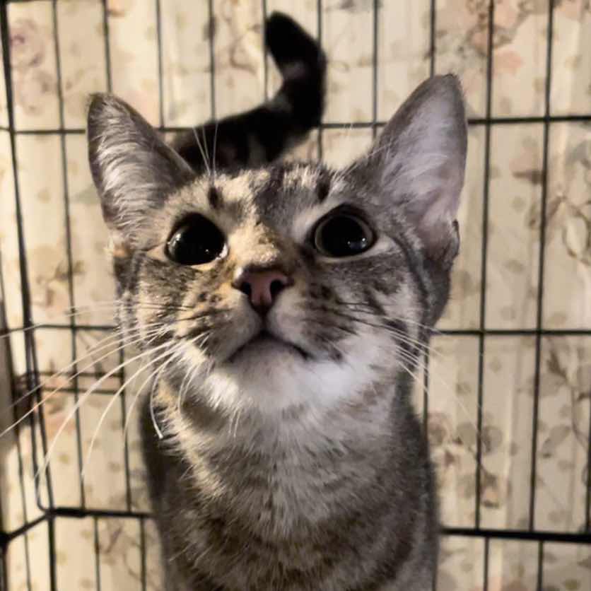 Donate to Injured and sick stray cat Support animal welfare with CUDDLY