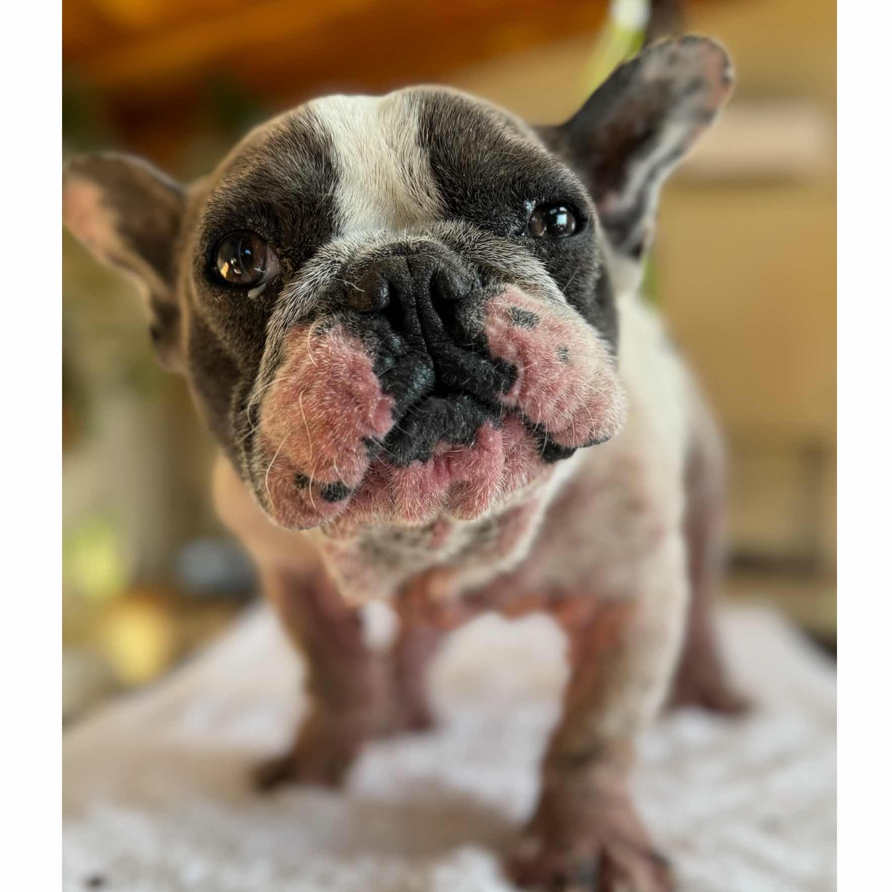 Donate to Compton Support animal welfare with CUDDLY