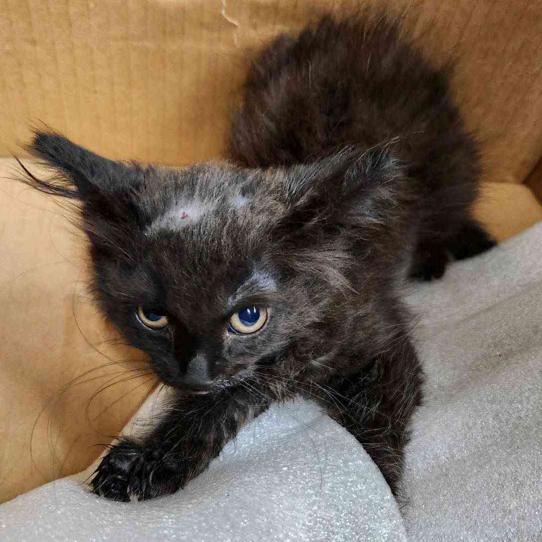 Donate to kitty stuck in a car engine | Support animal welfare with CUDDLY