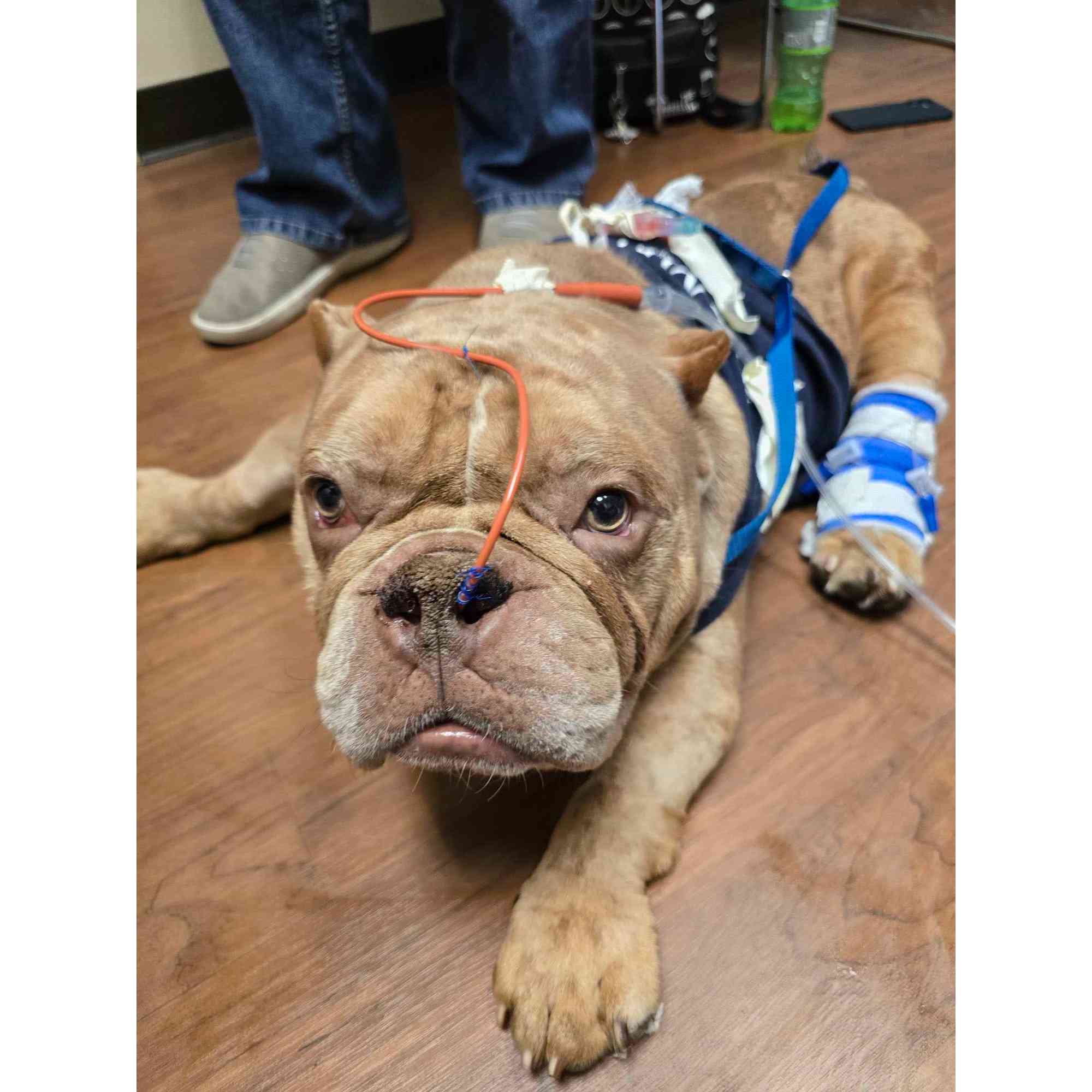Donate to Poncho | Support animal welfare with CUDDLY